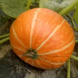 Shouguang Huangpi Little Pumpkin Seeds Seeds Северный северный Южный Китай