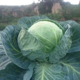 Семена капусты Хуа на Кайши Донгли весна и осенние зеленые, зеленые, зеленые семена, четыре сезона семян капусты, устойчивая жара осень и зимняя весна