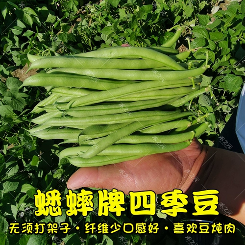 Семена бобов Four Seasons Daquan Raptar дает фермеру Farmer Four Seasons Spring, Salm -Autumn и Winter Entable Seeds Potana