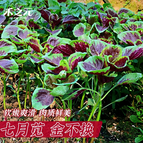 Семена семян Амаранта Овощи семян четырех сезонов весенний сезон дикого рапса китайских овощей, семена равиоли, фермеры семян амаранта
