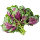 Семена семян Амаранта Овощи семян четырех сезонов весенний сезон дикого рапса китайских овощей, семена равиоли, фермеры семян амаранта