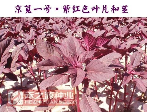 Семена семян Амаранта Овощи семян четырех сезонов весенний сезон дикого рапса китайских овощей, семена равиоли, фермеры семян амаранта