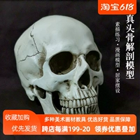 Художественный реалистичный череп, учебные пособия, скелет, обучение, анатомия