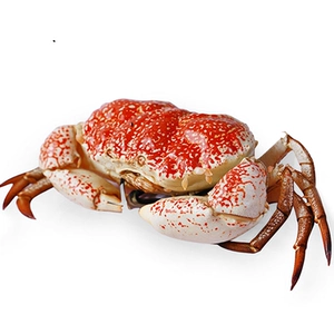 Свежий камчатский краб 2,2кг+/шт.