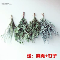 INS MORI Фантастический терраризгугуггулист медная медная медная эвкалипт натуральный сухой цветок