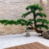 Mô phỏng cây thông chào đón cây thông Luo Hansong Zen cắm hoa lớn cành phòng khách bonsai hoa Trung Quốc trang trí - Hoa nhân tạo / Cây / Trái cây lá giả trang trí Hoa nhân tạo / Cây / Trái cây