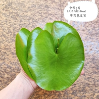 Дать три части из трех частей в среднем номере-всего 6 штук в общей сложности