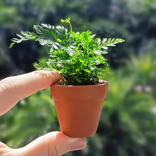 Большой палец в горшке с мхом, микро-пейзаж, креативное маленькое растение, дерево, офисный рабочий стол, бонсай, милые свежие зеленые растения