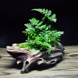 Moss Micro -landscape Desktop Mood Mood, Plant Bamboo Bonsai Bonsai Дома