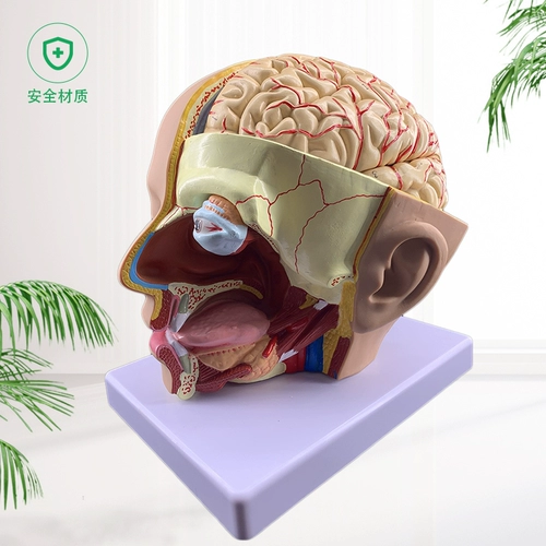 Модель анатомии головы человека с моделью мозга 4 частей госпитализации.