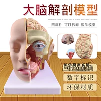Модель мозга, анатомия