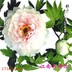 Giang nam Mingxiu Vuông thêu tay bản thảo Su thêu DIY kit quốc gia màu Tianxiang Ronghua hoa mẫu đơn giàu hoa và chim Bộ dụng cụ thêu