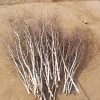 Ветви диаметром 1,5 метра 2-3 см 2 начинают снимать
