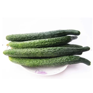 Выбранная тыква 580G