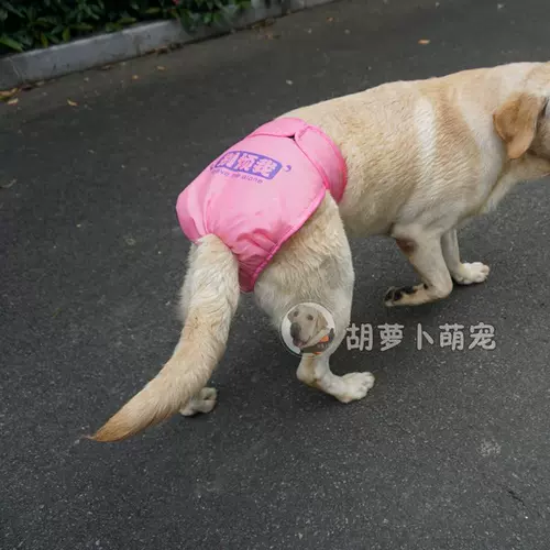 PET Big Dog Physiogical штаны Большая собака Менструальные штаны, чтобы предотвратить преследование золотых волос Лабрадор Санигирские штаны.
