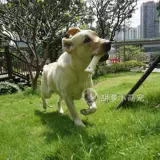 Собачья мого золото золотой мао ​​Золотой репон