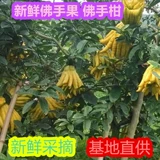 Yunnan Fresh Bergamot фрукты собирают свежие фрукты бергамот аромат бергамот, чтобы увидеть крем для потребления 3 фунта