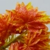 Mô phỏng cành lá phong đỏ lá giả lá kỹ thuật trang trí lá lụa hoa nhựa hoa khô cành cây xanh lá cây cành đỏ - Hoa nhân tạo / Cây / Trái cây Hoa nhân tạo / Cây / Trái cây