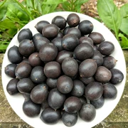 Hạt sen già quế sắt đen hạt sen đen có vỏ sắt có thể làm vòng tay hạt có thể nấu chín và nấu chín có thể trồng được 1 kg - Vòng đeo tay Clasp