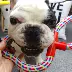 Pet rope knot đồ chơi mol cắn cat dog knot rope đồ chơi sạch răng đồ chơi tương tác cotton rope dog đào tạo đồ chơi bộ đồ chơi cho chó Mèo / Chó Đồ chơi