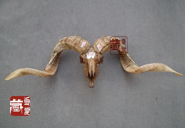 正品羊头摆件挂件 西藏藏饰品正品羊头骨