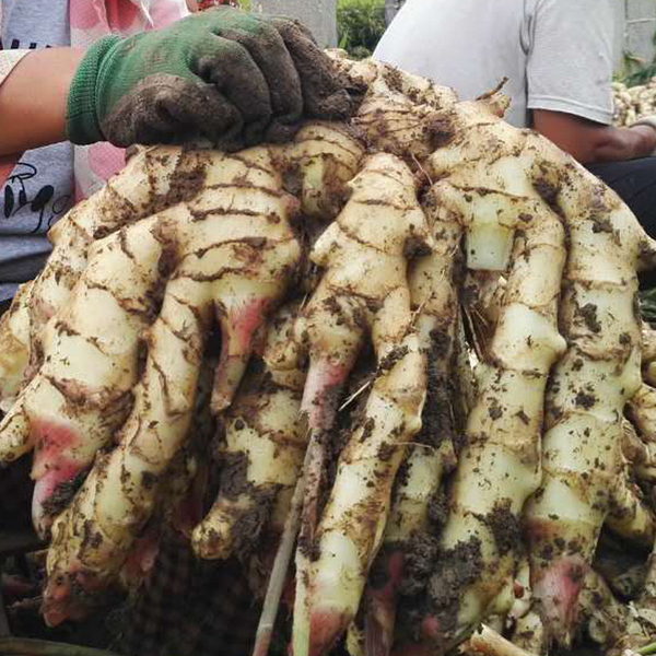 农家自产 新鲜嫩姜 山东安丘大姜 5斤 优惠券折后￥14.9包邮（￥19.9-5）