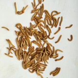 Живая пекарня с желтым порошком живая пекарня, живая порода насекомых, ящерица -ящерица дракона, каменная лягушка черепаха, кормление птиц, бесплатная судоходство