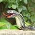Chính hãng điều khiển từ xa con rắn động vật để gửi trẻ em nam quà tặng mới lạ đồ chơi mô phỏng con rắn toàn bộ đáng sợ đồ chơi điện rắn vua Đồ chơi điều khiển từ xa