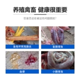 Медицина для птицы с куриной птичником маленькая кишяка с курицей с куриной уткой, утка, птица, птица, кишечная кровь, гимнопус, гимнопус