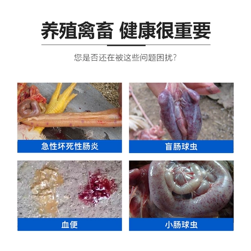 Медицина для птицы с куриной птичником маленькая кишяка с курицей с куриной уткой, утка, птица, птица, кишечная кровь, гимнопус, гимнопус