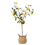 Моделирование растения в горшках лимонного дерева