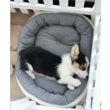 С прохладным сиденьем Ins Explosion Teddy Barry Small Dog Snowy, среднее гнездо для собачьего гнезда с собачьим гнездо