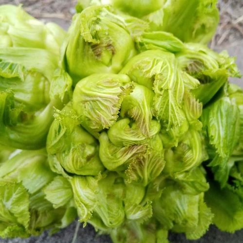 Семена Семюан Линьцзян Семена Кукла Овощные семена семян.