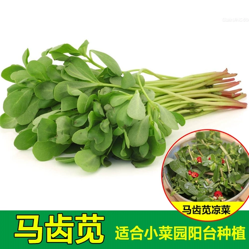 Семена диких бревков, большие блюда долголетия листьев, весенний сезон, лето, лето, осень и зимние четыре сезона, семена семян овощей, семена диких овощей