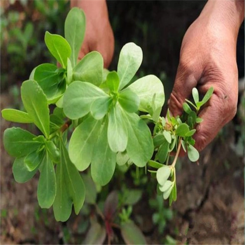 Семена диких бревков, большие блюда долголетия листьев, весенний сезон, лето, лето, осень и зимние четыре сезона, семена семян овощей, семена диких овощей