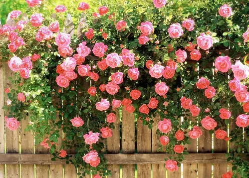 Бутылка аспирин цветок рассады цветок бонсай бассейн