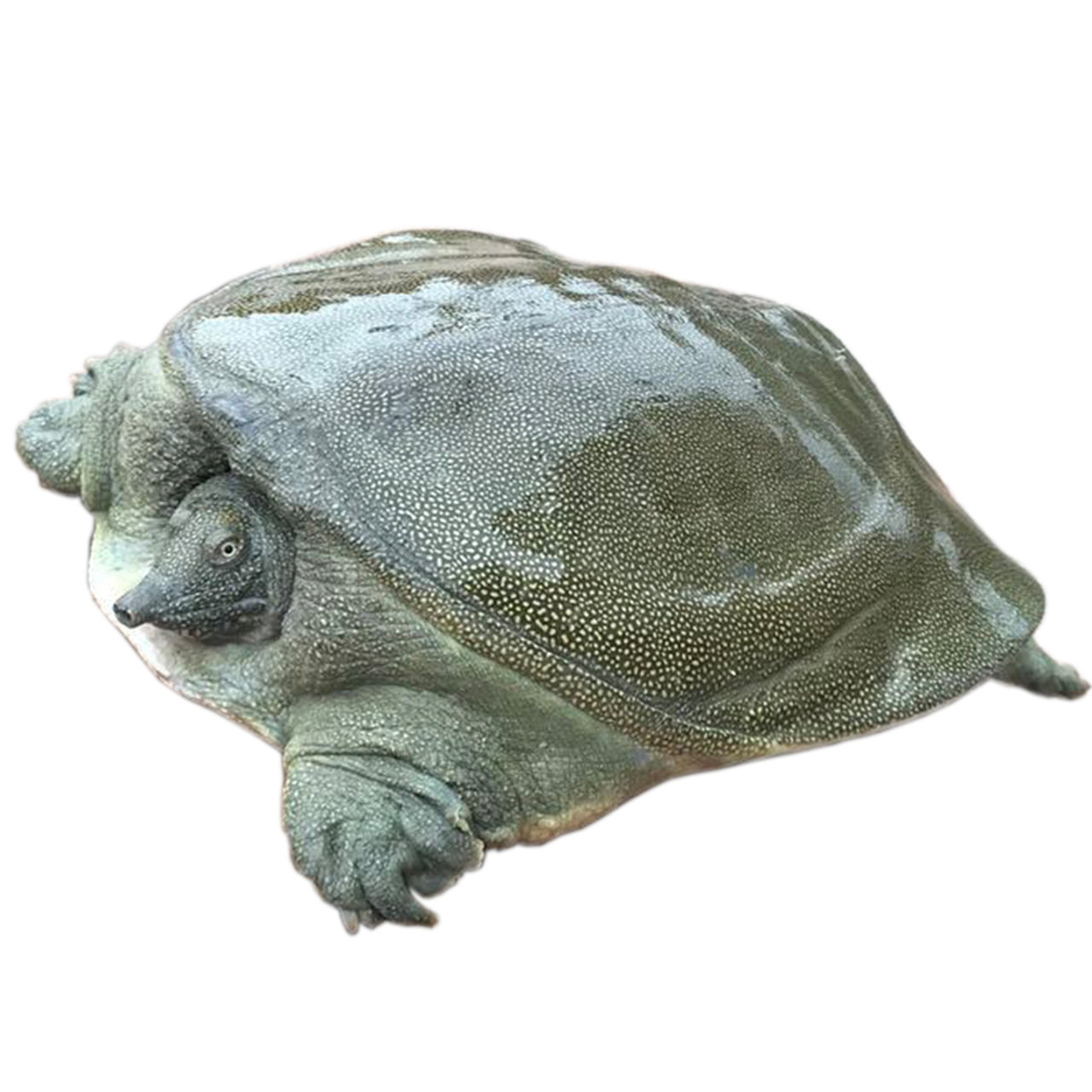 0激素:野生放养甲鱼2.5斤 78元包邮(89-拍下立减11元)