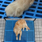 Подножка для подножки для собачьей накладки из свинины