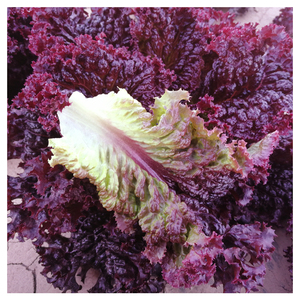 紫霞紫生菜蔬菜籽进口四季包邮