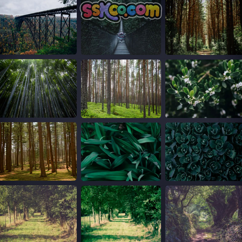 森林树木场景插图特写照片风景壁纸高清4K摄影图片设计背景素材