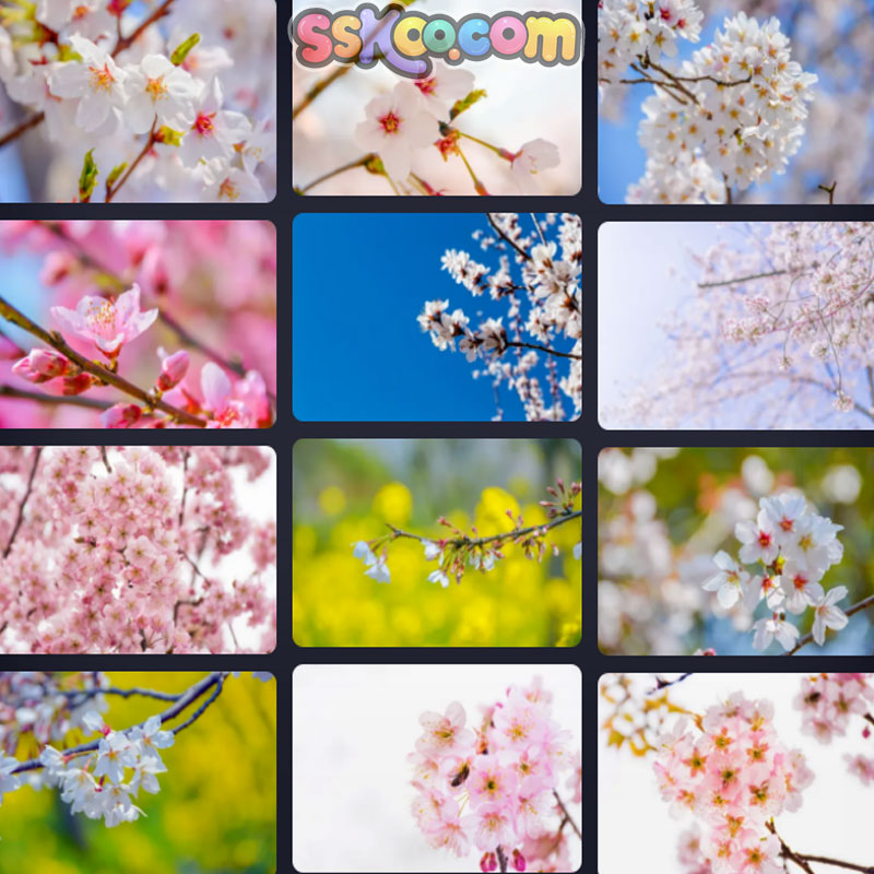 樱花图片唯美插图特写照片风景壁纸高清4K摄影图片设计背景素材