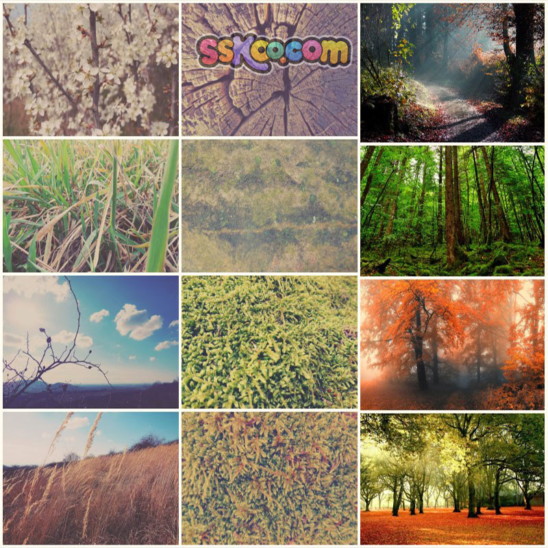 森林树林美丽风景场景高清JPG摄影照片4K壁纸背景图片插图素材