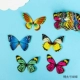 Пятьдесят бабочек 1 бабочка 1