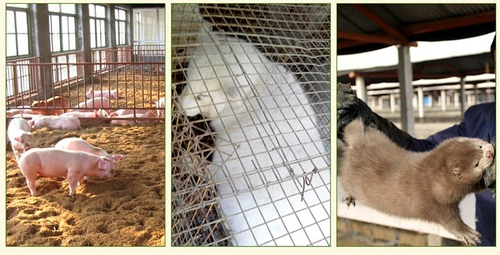 Композитные аминокислотные соблазнительные продукты рыбацкая приманка ингредиенты черная яма маленькое зелье и водопроводные продукты для питания для питания питания для питания