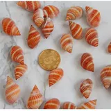 DIY Ocean Bottle Materials Natural Little Shell Shell Shell