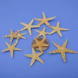 DIY Ocean Bottle Materials Natural Little Shell Shell Shell