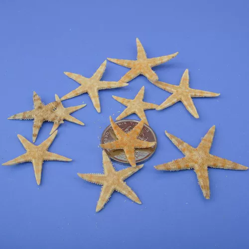 DIY Ocean Bottle Materials Natural Little Shell Shell Shell