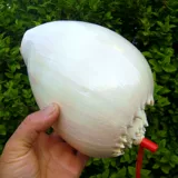 Дадзиан может слушать звук моря, раковина золотой улитки может звучать