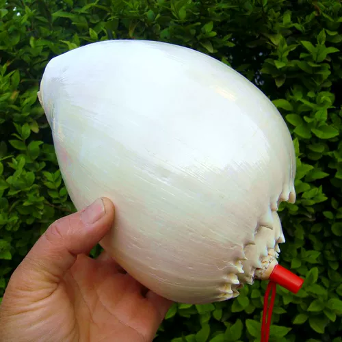 Дадзиан может слушать звук моря, раковина золотой улитки может звучать