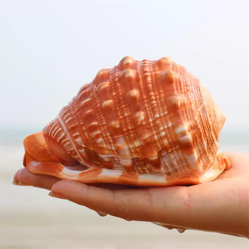 Четыре большие улитки из натуральных раковинов с большими раковинами, фанбао улитка коллекция украшения дар